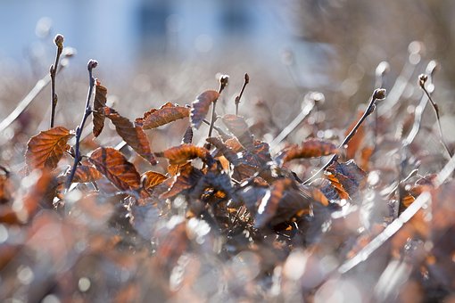 Free Hedge Nature photo and picture