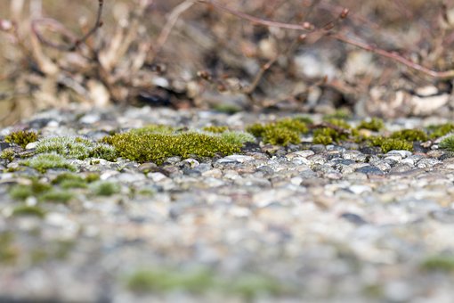 Free Spring Moss photo and picture
