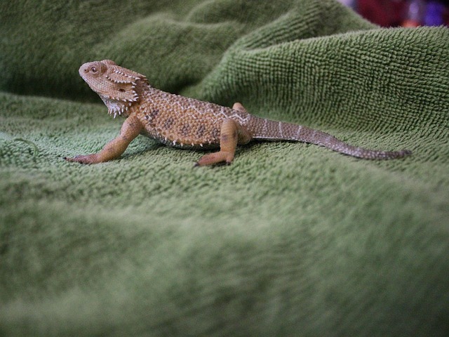 Free Chameleon Lizard photo and picture
