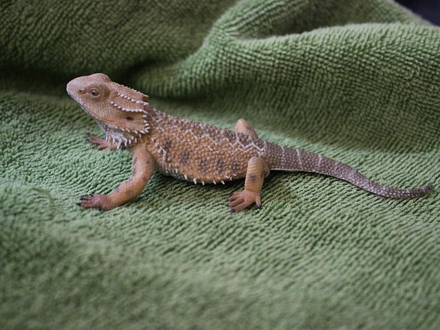 Free Chameleon Lizard photo and picture