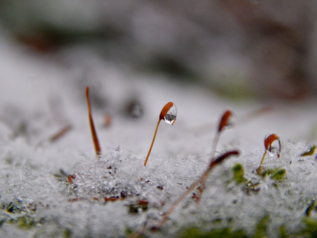 Free Drop Snow photo and picture