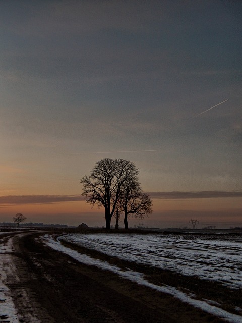 Free Winter Trees photo and picture