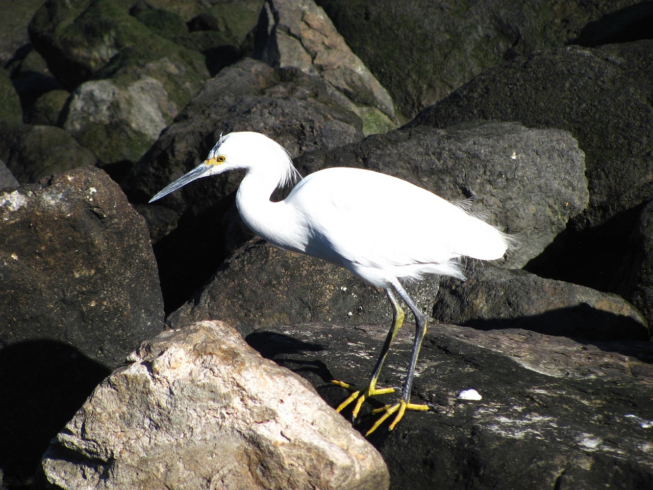Bird Snowy Egret Ornithology - Free photo on Pixabay - Pixabay
