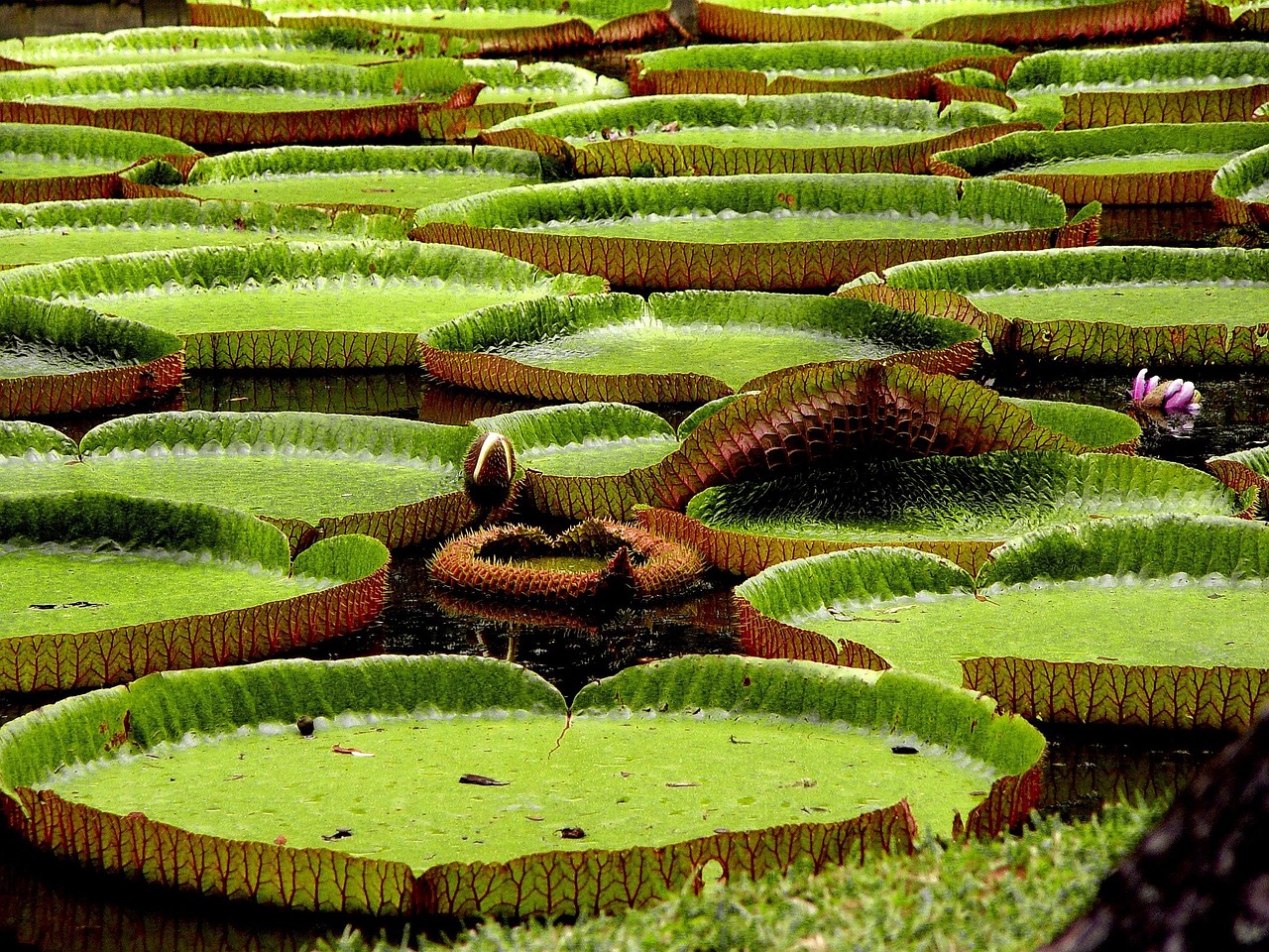 Water Lilies Exotic Asia - Free photo on Pixabay - Pixabay
