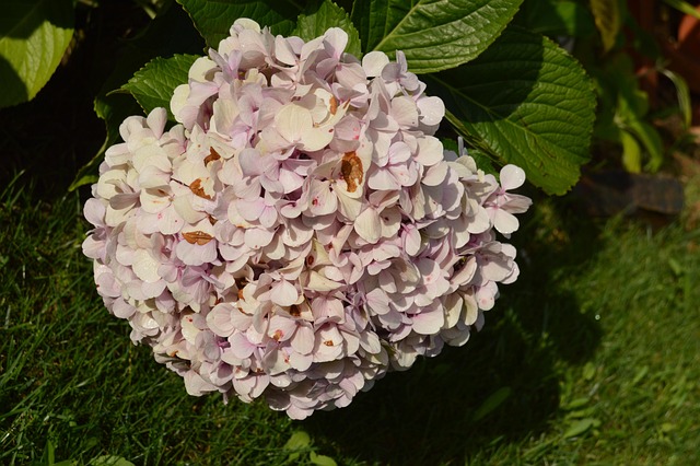 Free Flower Pink photo and picture