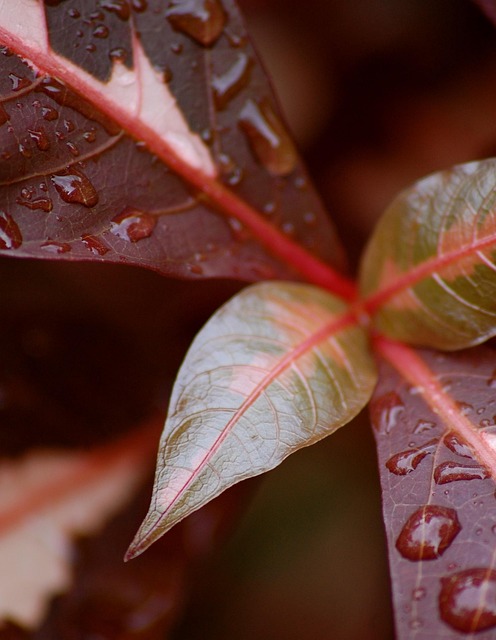 Free Leaves Nature photo and picture