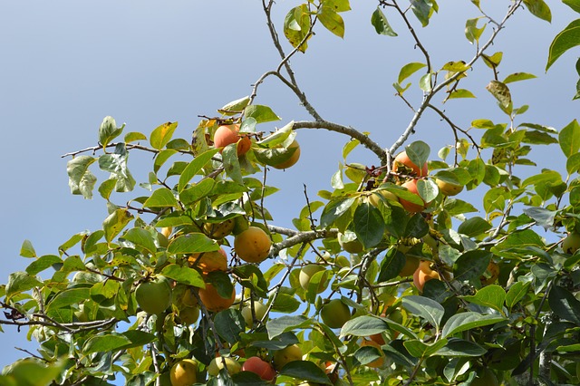 Free Peaches Fruit photo and picture