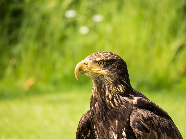 Free Eagle Head Nature photo and picture