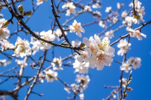 Free Almond Blossom photo and picture