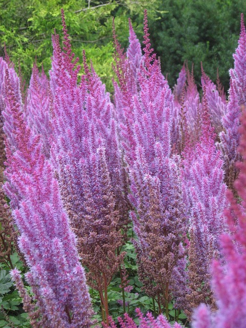 Free Flower Purple photo and picture