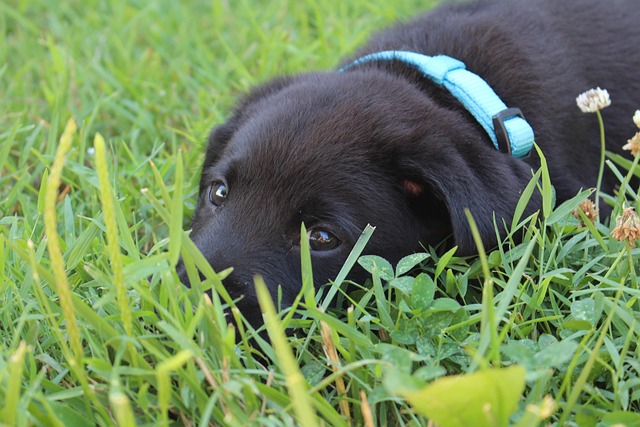 Free Puppy Black photo and picture