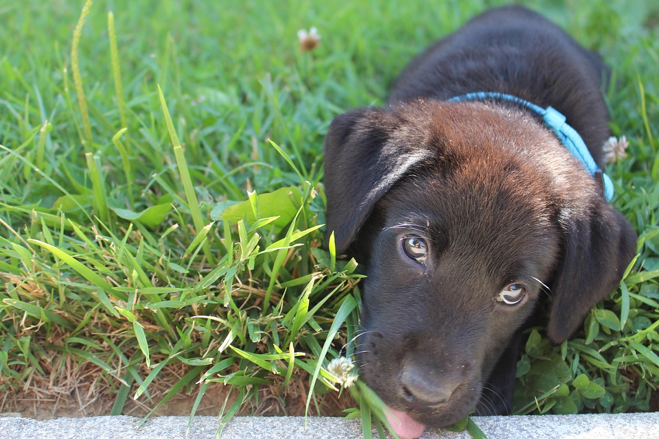 Anak Anjing Hitam Labrador Foto Gratis Di Pixabay