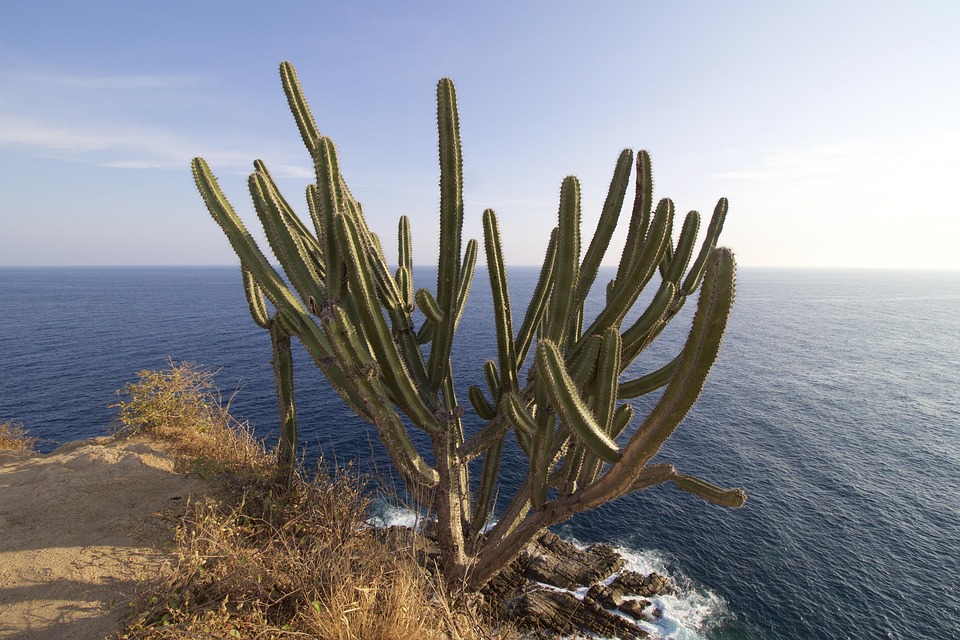 Cactus, Océano, Pacífico, Huatulco, Mexico