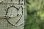 heart, aspen, tree