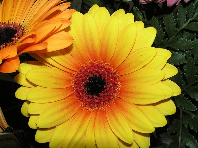 Flor, Gerbera, Margarita, Floreciente