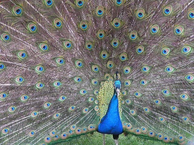 Pavo Real, Ventilador, Cola, Plumaje