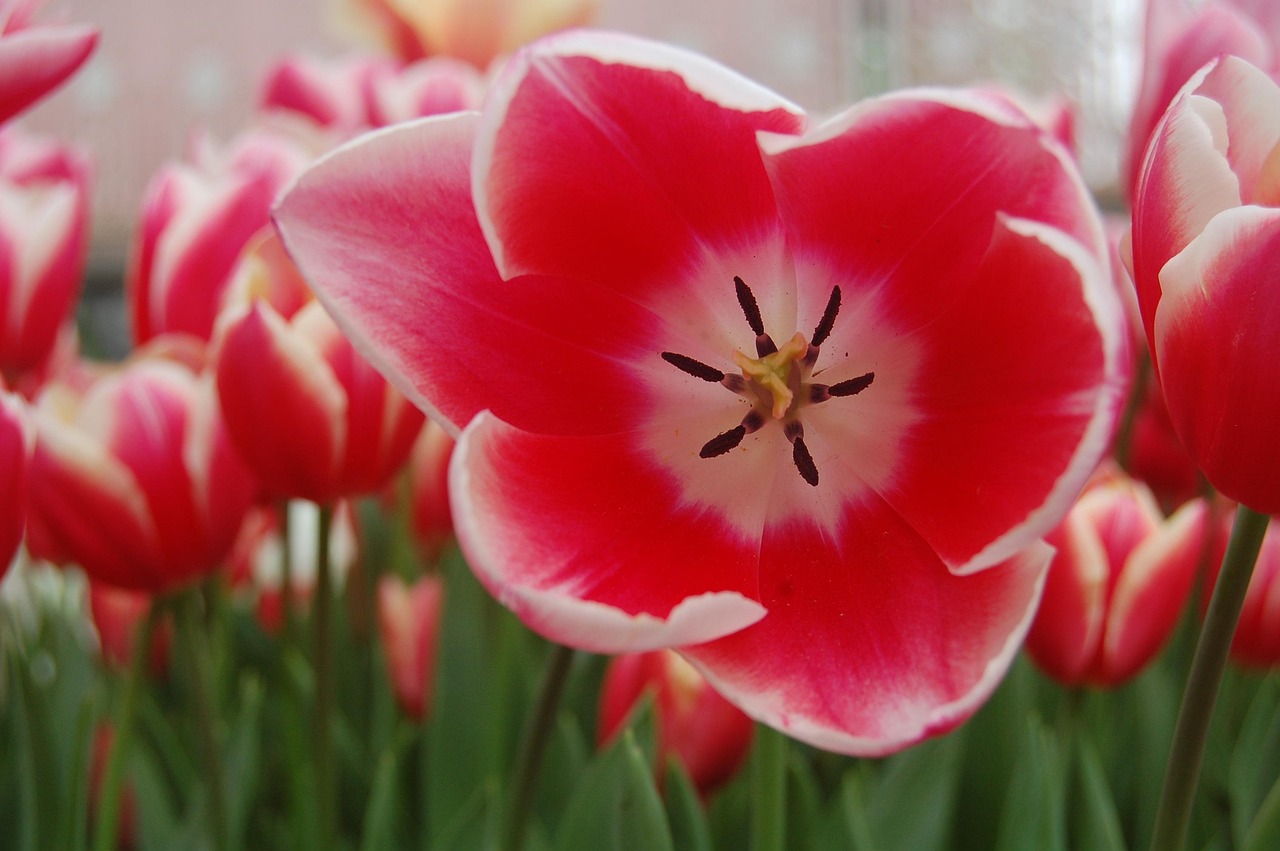  Tulpe Rosa Garten - Kostenloses Foto auf Pixabay - Pixabay Illustration 