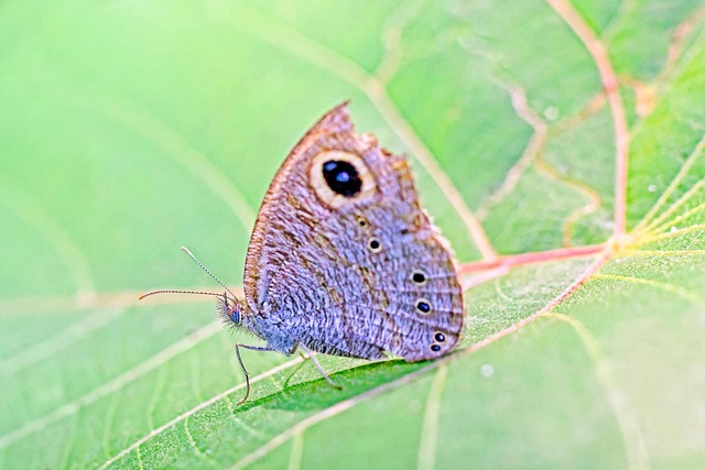 Free Butterfly Kerala photo and picture