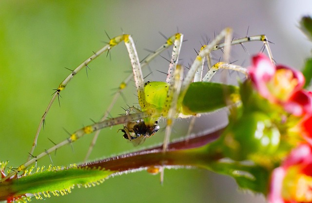 Free Spider Insect photo and picture