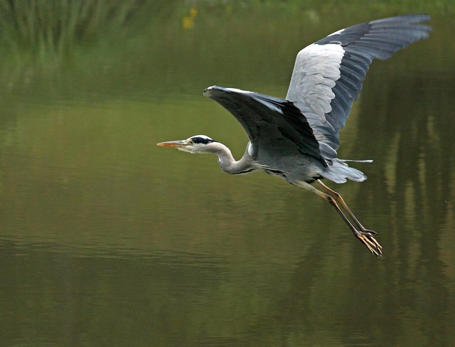 Free Heron Flight photo and picture