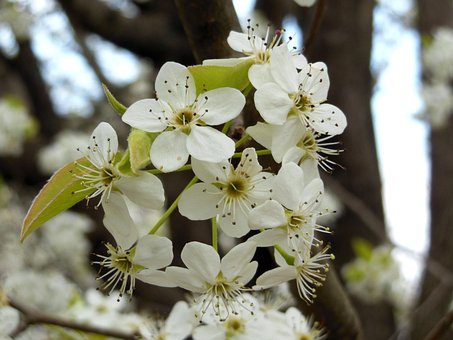Pera Bradford, Árbol, Flor, Bloom