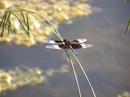 Libélula, Escarabajo, Insecto, Insecto