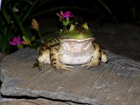 Rana, Sapo, Verde, Anfibio, Animal