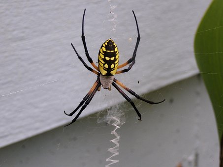 Araña, Escarabajo, Insecto, Macro, Web