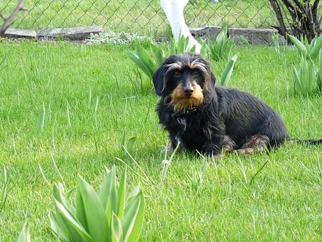 Free Dog Dachshund photo and picture