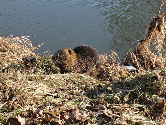 Free Nutria Animal photo and picture