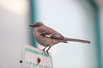 bird, mocking bird, outside