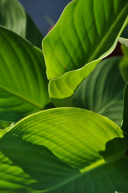 Free Plants Summer photo and picture