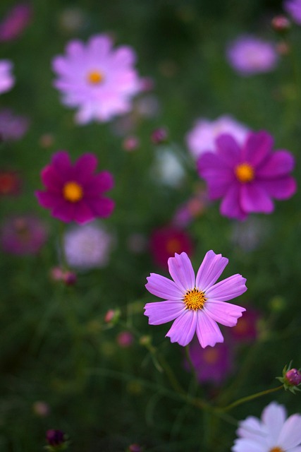 Free Flower Flower Background photo and picture