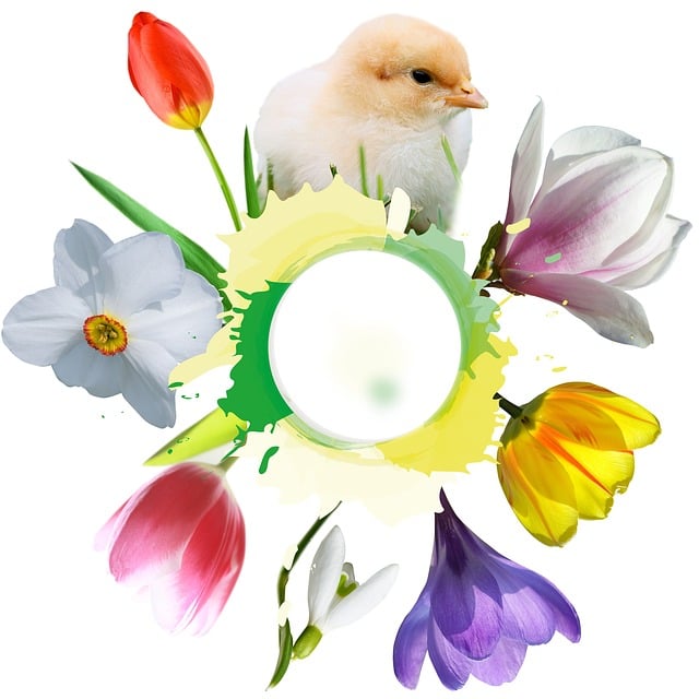 Free chick spring beginning of spring illustration