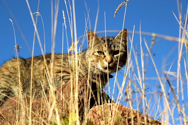 Katze, Natur, Tier, Haustier, Jäger