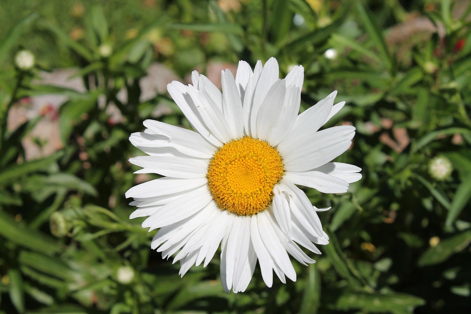 Flower Daisy Red - Free photo on Pixabay - Pixabay