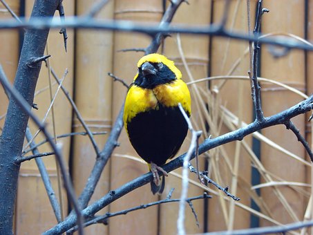 Free Bird Yellow photo and picture