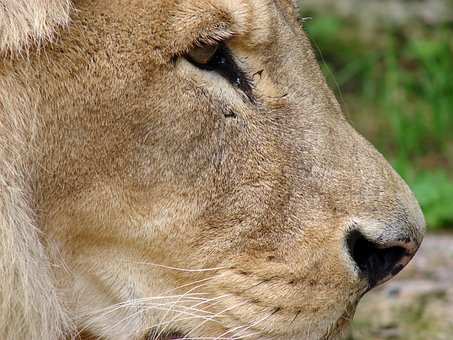 Free Lion Close Up photo and picture