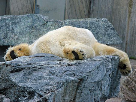Free Icebear Lazy photo and picture