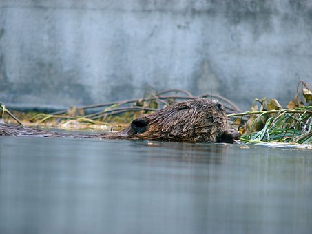 Free Beaver Water photo and picture