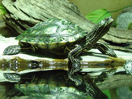 Free Tortoise On The Water photo and picture