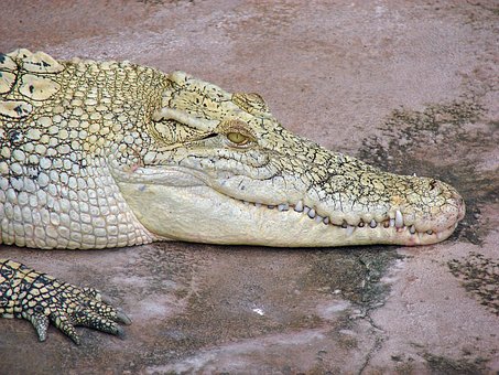 Free Crocodile Profile photo and picture