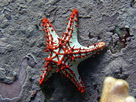 Free Starfish Red photo and picture