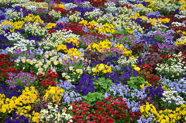 Free Flower To Dye photo and picture