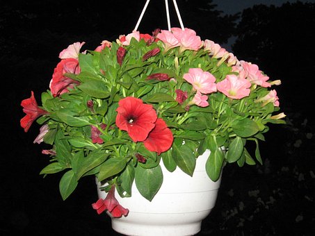 Free Flower Blossom photo and picture