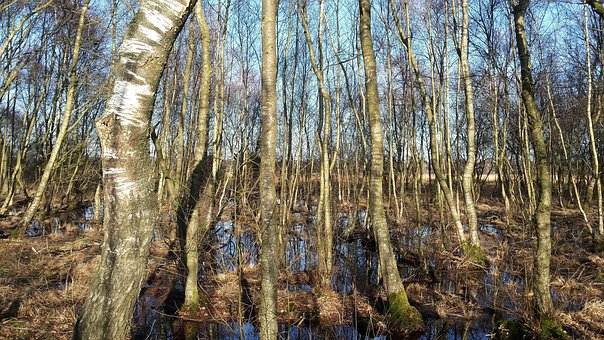 Free Forest Birch Venn photo and picture