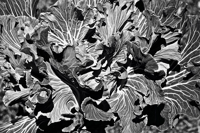 Blumen, Blumentapete, Böden