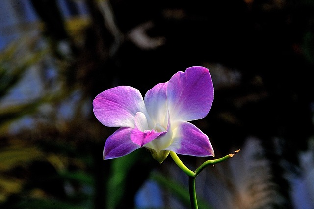 Blume, Blumentapete, Natur