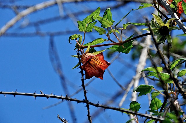 Feder, Blumen Hintergrund, Blume