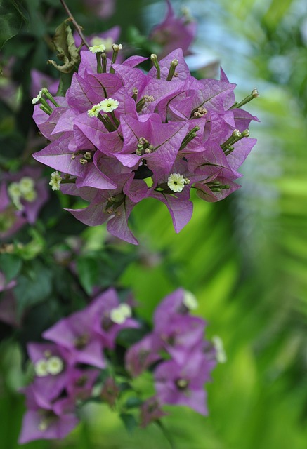 Free Bougainvillea Beautiful Flowers photo and picture